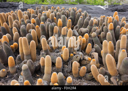 Cactus de lave envahissant un champ de lave Banque D'Images