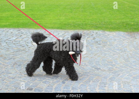 - Race caniche moche chien noir promenade dans le parc avec un os dans sa bouche Banque D'Images