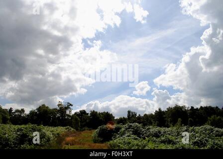 Bordée d'argent nuages à East Grinstead, la Forêt d'Ashdown, East Sussex Banque D'Images