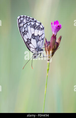 Blanc marbré papillon sur fleur, Melanargia galathea, le Parc National Danube-Auen, Basse Autriche, Vienne, Autriche Banque D'Images