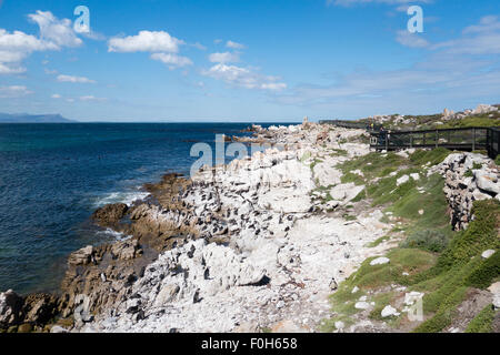 Colonie de pingouins africains à Betty's Bay, Afrique du Sud Banque D'Images