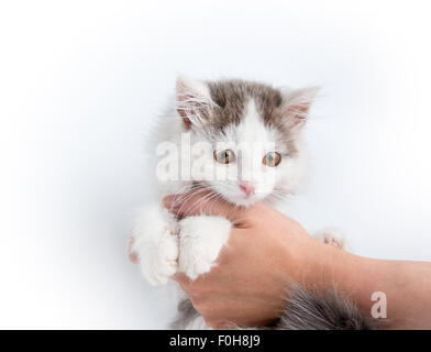 Rayé gris chaton jouant avec un boot Banque D'Images