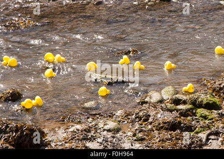 Staithes, UK. Août 15, 2015. La course de canards le long de Roxby annuel Beck, Staithes, dimanche 16 août 2015, le RNLI organise chaque année une semaine d'événements dans le village de pêcheurs de Staithes sur la côte nord-est de l'Angleterre. Credit : Graham Hardy/Alamy Live News Banque D'Images