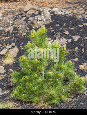 Pino laricio. Pinus nigra laricio. PIN noir. Volcan Etna. Sicile, Italie, Europe. Banque D'Images