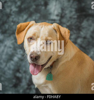 Portrait de chien jaune Banque D'Images