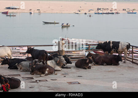 Les vaches se sont réunis sur les rives du Gange. Les bovins sont vénérées dans l'Hindouisme et symbolisent la richesse et la force Banque D'Images