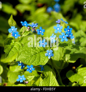 Fruehlings-Gedenkemein ; Omphalodes verna ; ; Banque D'Images