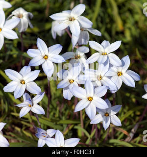 Ipheion uniflorum, Fruehlingssternblume, Banque D'Images