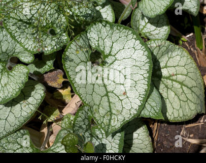 Kaukasusvergissmeinnicht, Brunnera macrophylla, Jack,, gel, Banque D'Images