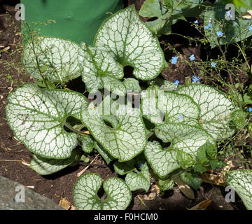 Kaukasusvergissmeinnicht, Brunnera macrophylla, Jack,, gel, Banque D'Images