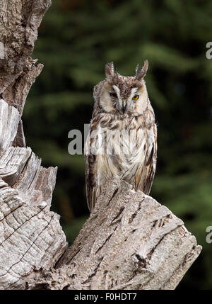 Long eared Owl (Asio otus otus Strix, auparavant). Pas un hibou sauvage Banque D'Images