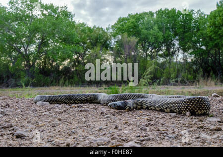 Désert (Lampropeltis getula Kingsnake, splendida), Bosque del Apache National Wildlife Refuge, Socorro Co., New Mexico, USA. Banque D'Images