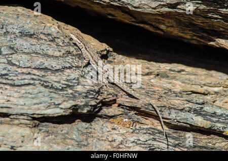 Schott's Tree Lizard, Urosaurus ornatus (schottii), Manzano mountains, New Mexico, USA. Banque D'Images