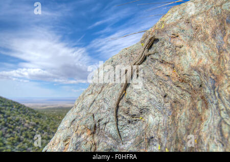 Schott's Tree Lizard, Urosaurus ornatus (schottii). Manzano mountains, New Mexico, USA. Banque D'Images