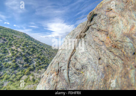 Schott's Tree Lizard, Urosaurus ornatus (schottii). Manzano mountains, New Mexico, USA. Banque D'Images