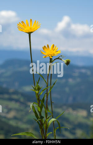 Buphthalmum salicifolium Ochsenauge,,, Banque D'Images