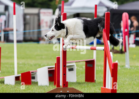 Le château de Rockingham, Northamptonshire, Angleterre. 16 août 2015. Dernier jour de la 11e journée internationale du Club Canin 4 l'Agilité Festival ouvert à toutes les races de chiens. Credit : Keith J Smith./Alamy Live News Banque D'Images