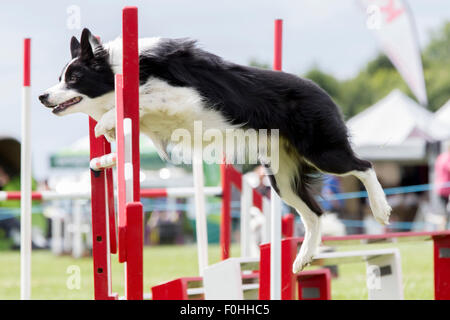 Le château de Rockingham, Northamptonshire, Angleterre. 16 août 2015. Dernier jour de la 11e journée internationale du Club Canin 4 l'Agilité Festival ouvert à toutes les races de chiens. Credit : Keith J Smith./Alamy Live News Banque D'Images