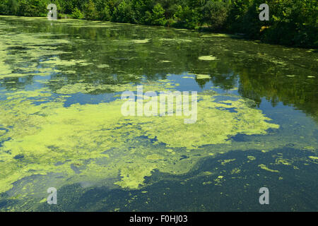 Algues résultant de l'eutrophisation, la rivière Ramapo, nord de la pollution de l'eau (New Jersey). Banque D'Images