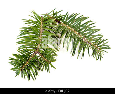 La direction générale de sapins isolated on white Banque D'Images