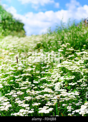 La floraison d'été l'herbe et les plantes vertes Banque D'Images