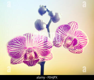 Orchidée fleur rose fleurs sur fond jaune Banque D'Images