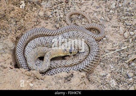 Western Coachwhip, (Coluber flagellum testaceus), New Mexico, USA. Banque D'Images