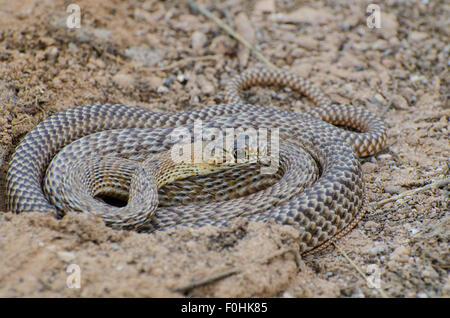 Western Coachwhip, (Coluber flagellum testaceus), New Mexico, USA. Banque D'Images