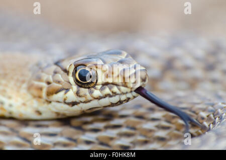 Western Coachwhip, (Coluber flagellum testaceus), New Mexico, USA. Banque D'Images