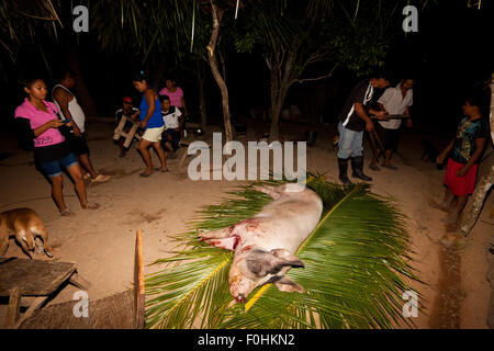 Province de Coclé, République du Panama, 16th août. 2015. Le cochon de famille Martinez, Pancho, est en paix sur les feuilles de palmier, tandis que les membres de la famille regardent. La prochaine partie du processus d'abattage est d'enlever les cheveux de son corps. De l'intérieur de la province de Coclé, République du Panama, Amérique centrale. Credit: Oyvind Martinsen/Alamy Live News Banque D'Images