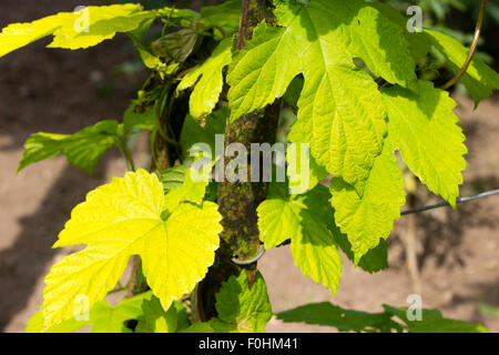 L'or-vert feuillage de la plantes grimpantes golden hop, Humulus lupulus 'Aureus' Banque D'Images