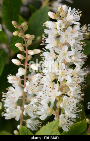 Panicules de fleurs blanches parfumées de bush, le poivron Clethra alnifolia Banque D'Images