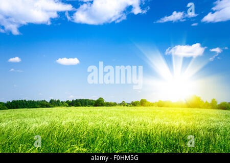 Coucher de soleil sur champ vert agricole Banque D'Images