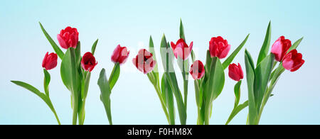 Bannière horizontale rouge tulip isolé sur fond bleu clair Banque D'Images