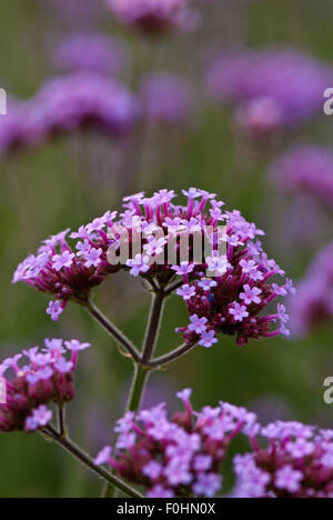 Verbena Bonariensis Banque D'Images