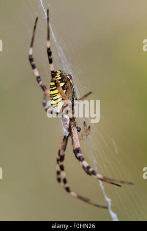 Guêpe femelle Argiope bruennichi (spider) sur le web, l'Etang des boires - un méandre mort de la rivière Allier, Pont-du-Chateau, Auvergne, France, Août 2010 Banque D'Images