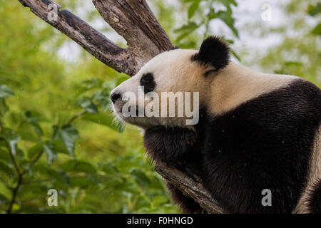 Ours panda géant s'endort au cours de la pluie dans une forêt après avoir mangé le bambou Banque D'Images