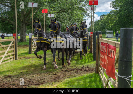 Concours de conduite de chariot Banque D'Images