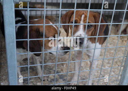 Hound Dog, Lowther pays show. Penrith Cumbria England 15.8.15 Banque D'Images