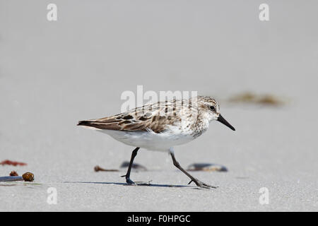 Un bécasseau semipalmé (Calidris pusilla) sur une plage dans le Maine. Banque D'Images