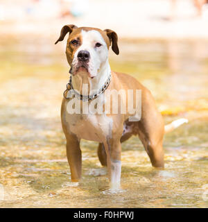 American Staffordshire terrier chien jouant dans l'eau. Banque D'Images