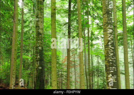 Les troncs des arbres dans des hêtres (Fagus sylvatica) et le sapin (Abies sp) les forêts, les montagnes de Fagaras, Vallée Stramba, les Carpates du Sud, Roumanie, juillet. Site Natura 2000 Banque D'Images