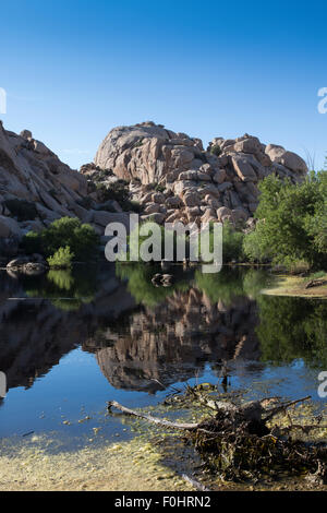 Barker Dam dans Joshua Tree National Park en Californie .construite en début cattlemen CO Barker et soulevée en 1949 par W Touches F Banque D'Images