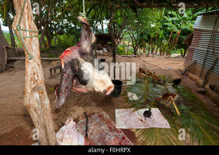 Province de Coclé, République du Panama, 16th août. 2015. La tête de Pancho, le porc de la famille Martinez, est accrochée dans une corde et plus tard, elle sera préparée et servie comme repas. De l'intérieur de la province de Coclé, République du Panama, Amérique centrale. Credit: Oyvind Martinsen/Alamy Live News Banque D'Images