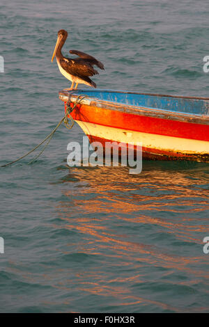 Pelican debout sur un bateau de pêcheur au coucher du soleil dans la baie de Mancora. Pérou Banque D'Images