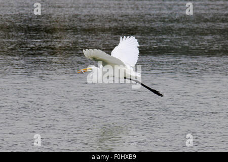 La Grande Aigrette et poisson volant à la plage de Malibu en Août Banque D'Images