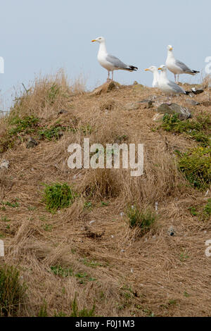 Mouettes vigilante à l'avant et repose sur une falaise sur l'île de Cezembre, Bretagne, France. Banque D'Images