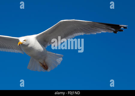 Flying Goéland marin (Larus marinus) avec un ciel bleu en arrière-plan en Bretagne, France Banque D'Images