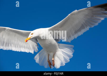 Flying Goéland marin (Larus marinus) avec un ciel bleu en arrière-plan en Bretagne, France Banque D'Images