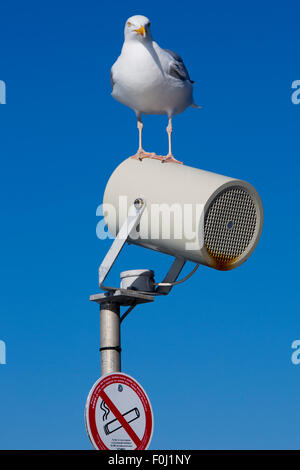 Profil de Goéland marin (Larus marinus) avec un ciel bleu en arrière-plan en Bretagne, France Banque D'Images